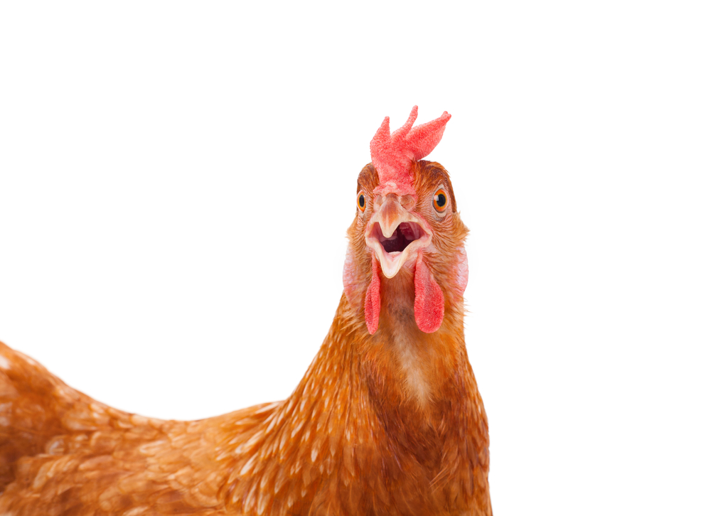 surprised chicken 