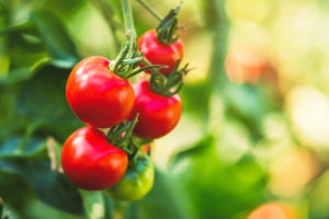 tomatoes on a stem