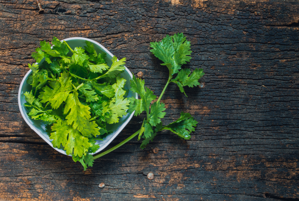 coriander pictured in bowl