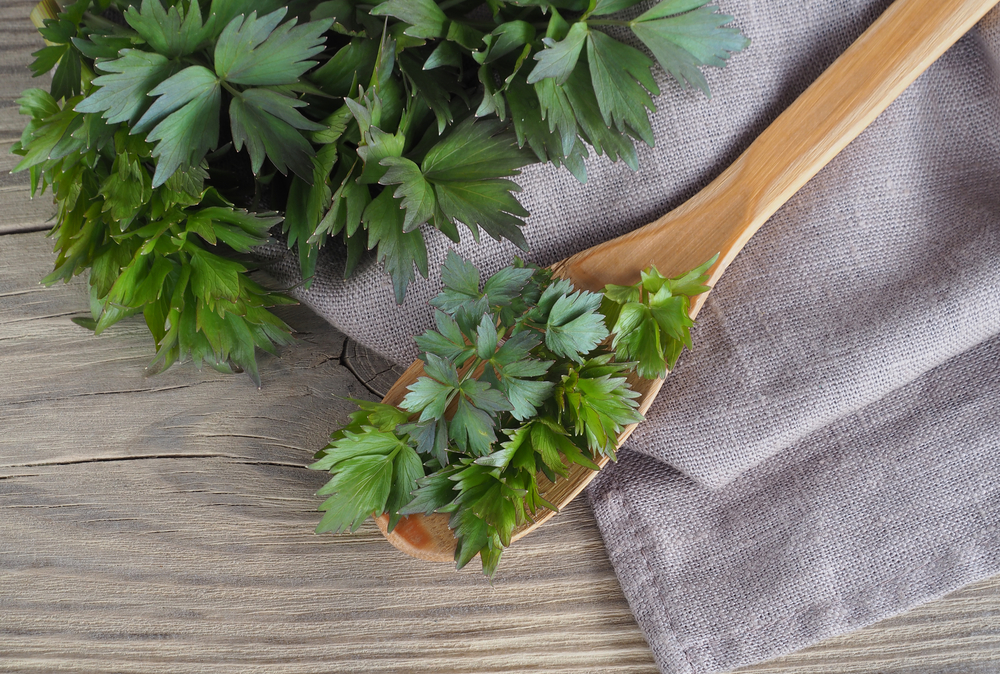 lovage herb pictured on wooden spoon